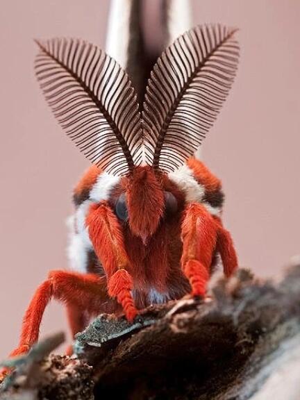 这触角,wifi信号永远都是满格[大笑r] 栉齿状触角,多出现在甲虫和鳞翅