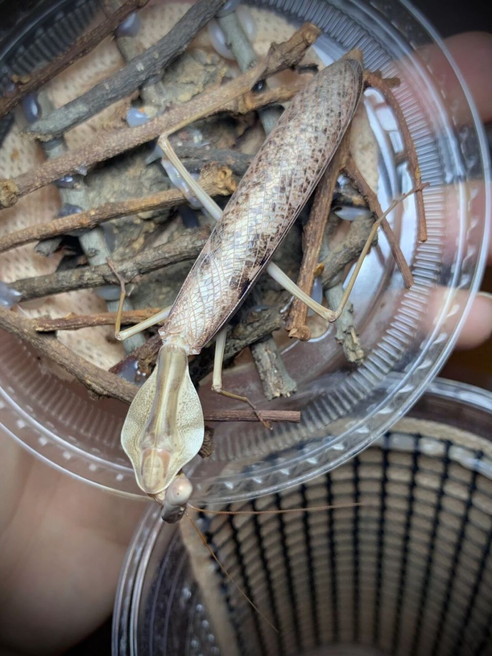 克氏菱背螳雄性成虫～ 产于印尼的帝汶岛,这只是杂斑咸菜色[笑哭]