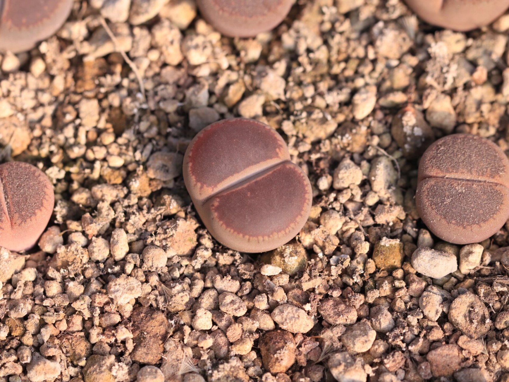 20%】生石花学习笔记一日轮玉 日轮玉,国内最流行的生石花之一,尤其是