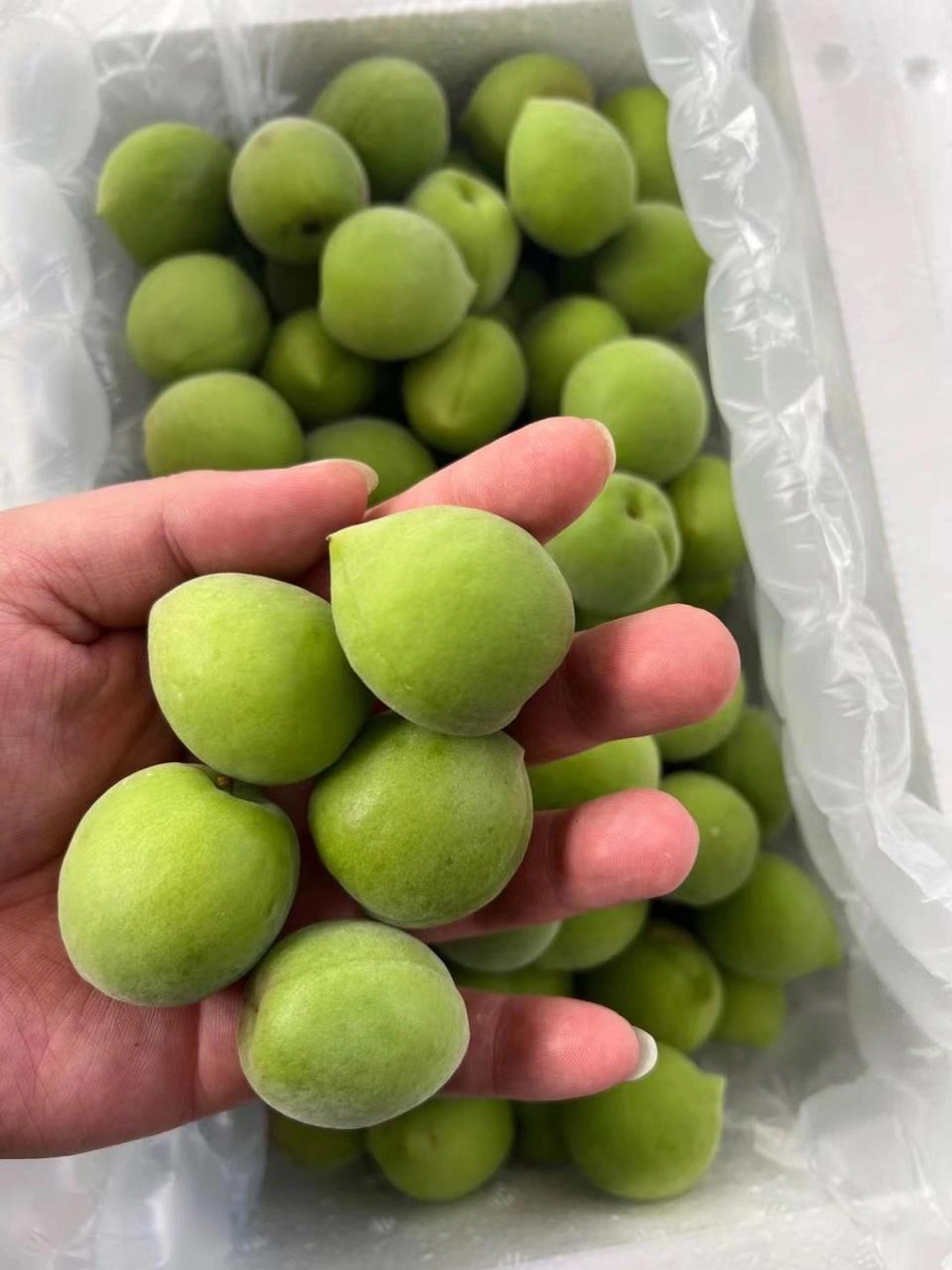 全面区别梅子与杏子,一定要看完.