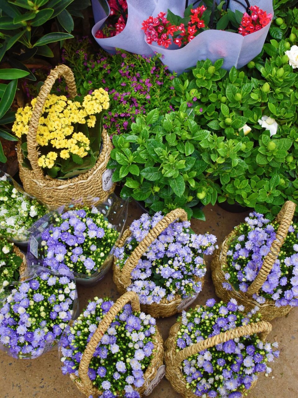 7898你有多久没有来过裕丰花市了呢?