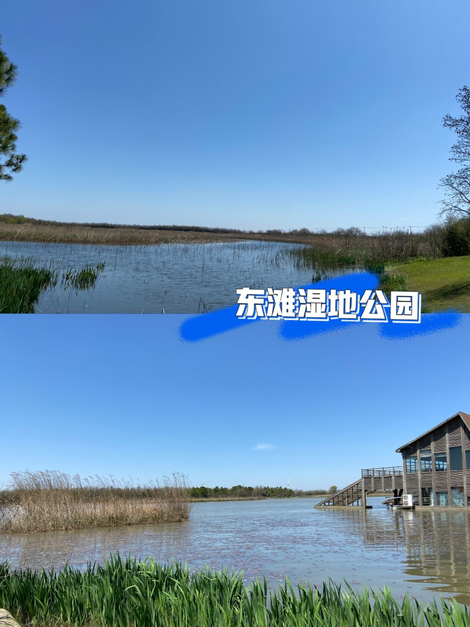 春游崇明岛👒东滩湿地公园•丁坝 崇明岛一日游🌿 🕐游玩日期