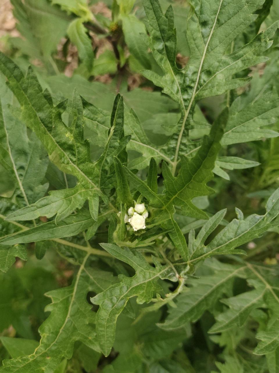 银胶菊图片图片