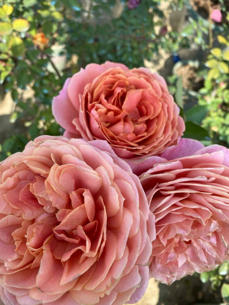 浪漫古董月季 天冷了颜色好好看,花瓣层数特别多,花朵有12公分,花大