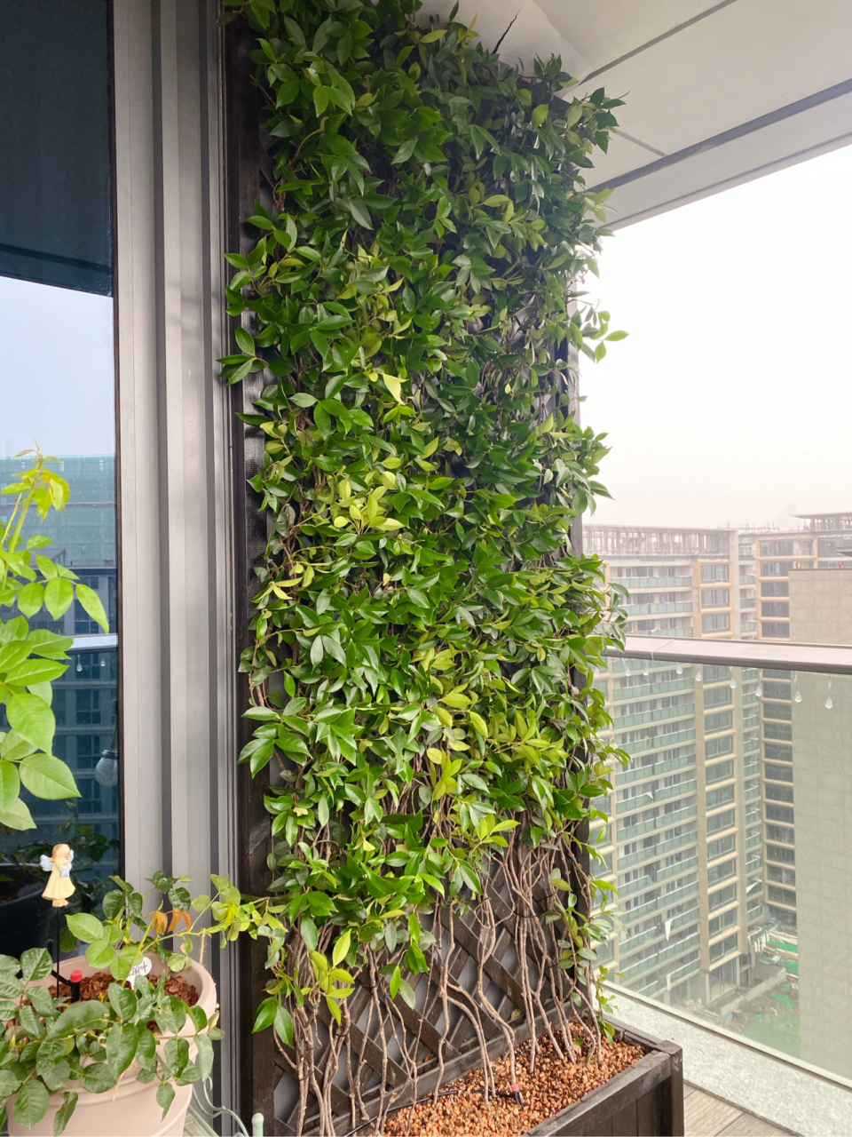 98每年都要进行的风车茉莉花墙修剪 2021.5.