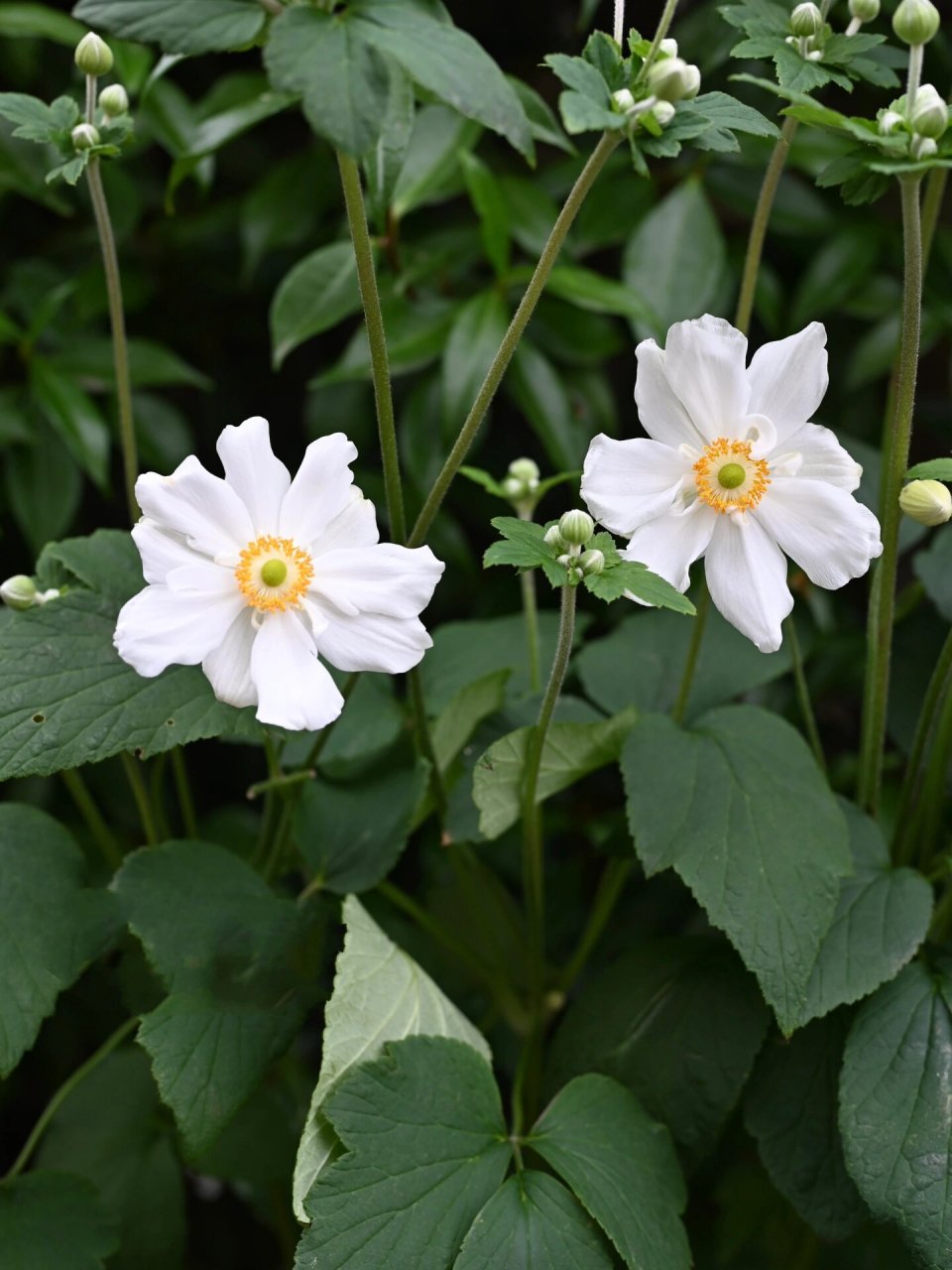 打破碗花花 打破碗花花(学名:anemone hupehensis02lemoine),是毛茛
