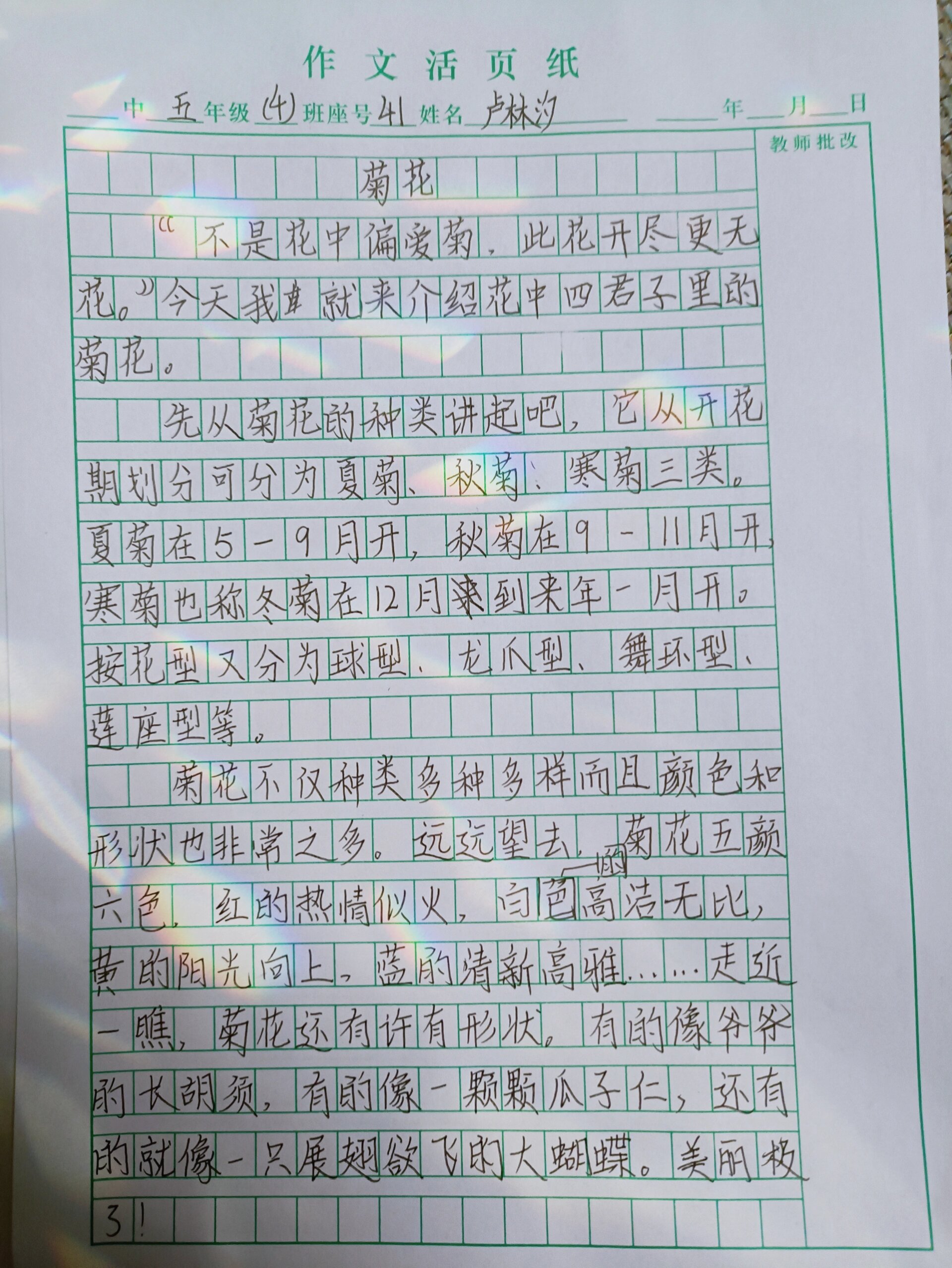 菊花作文50个字图片