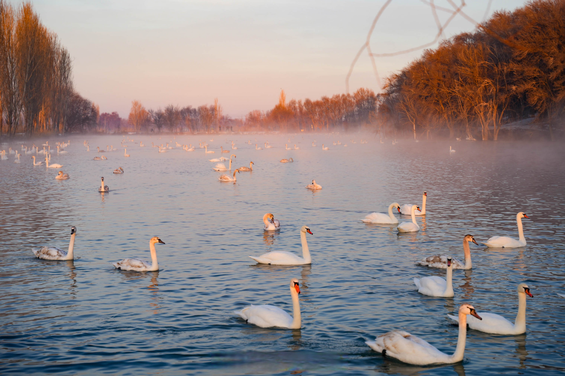 #粤港澳大湾区媒体大咖伊犁行#冬日的清晨,来到天鹅泉湿地公园,湖畔被