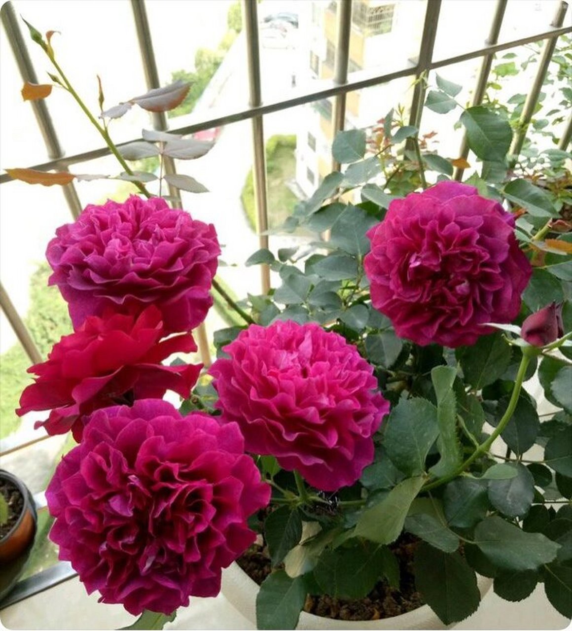 阳台养月季品种篇之:雍容华贵的暮光之城         暮光之城这个品种