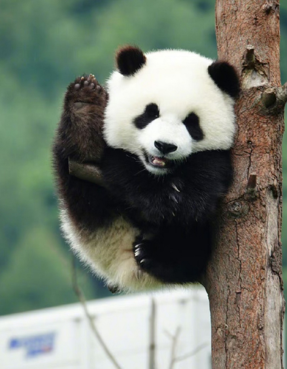 高颜值家族的"皓月" 皓月的幼年照,超级漂亮的宝宝