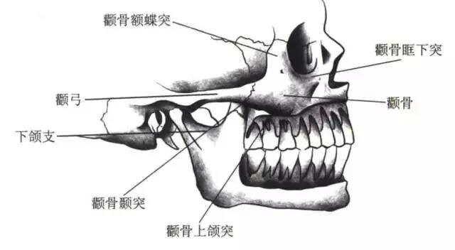 颧骨眶突图片