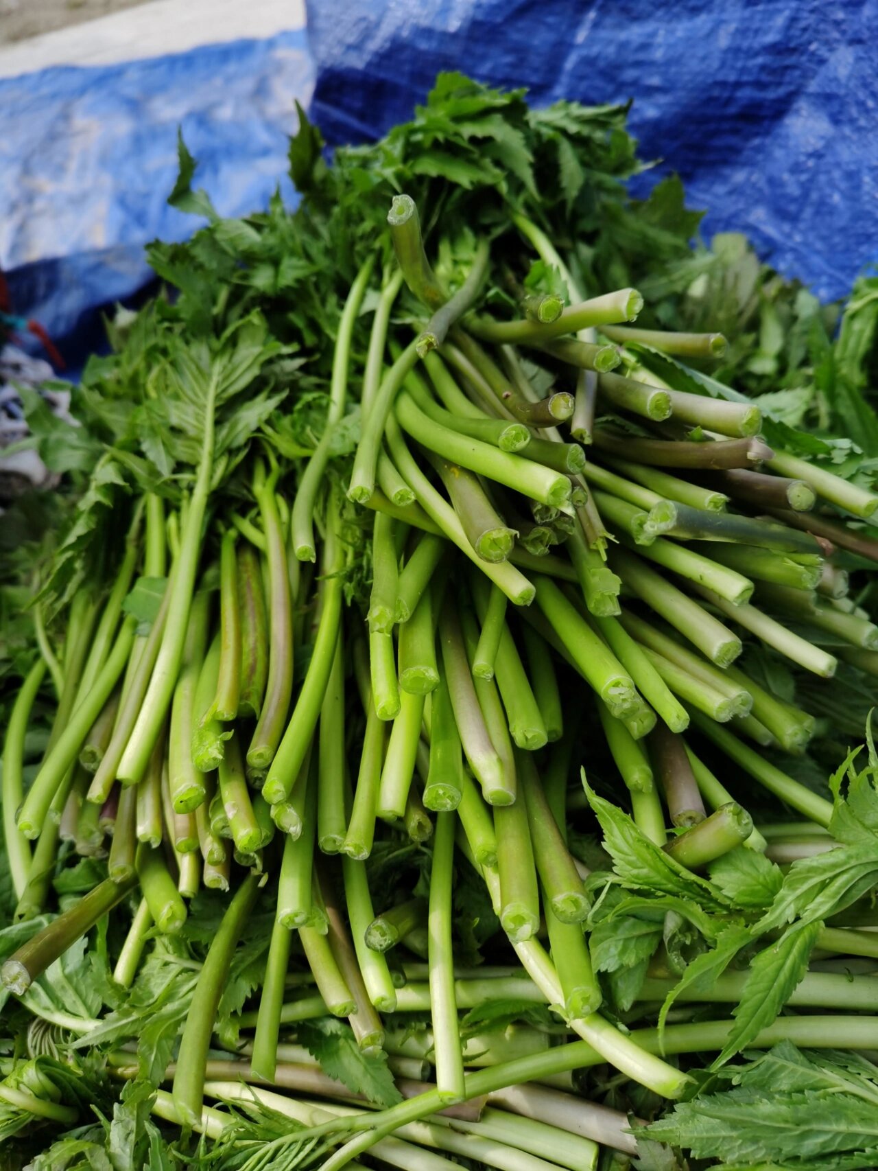 最近一阵挖野菜浪潮席卷成都人民 感觉人人都在挖野菜,周边山都慷薅