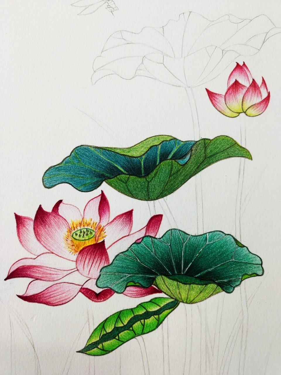 彩铅画|荷花 这段时间店里比较忙,我爱的那个荷塘不知何时已开了花