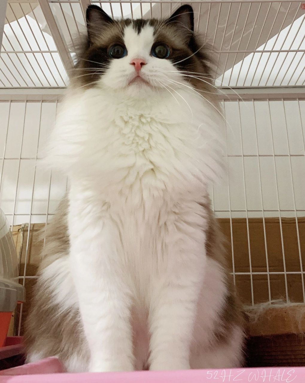 海双色布偶猫就这么遭人嫌嘛? 布偶猫就只有一种美吗?