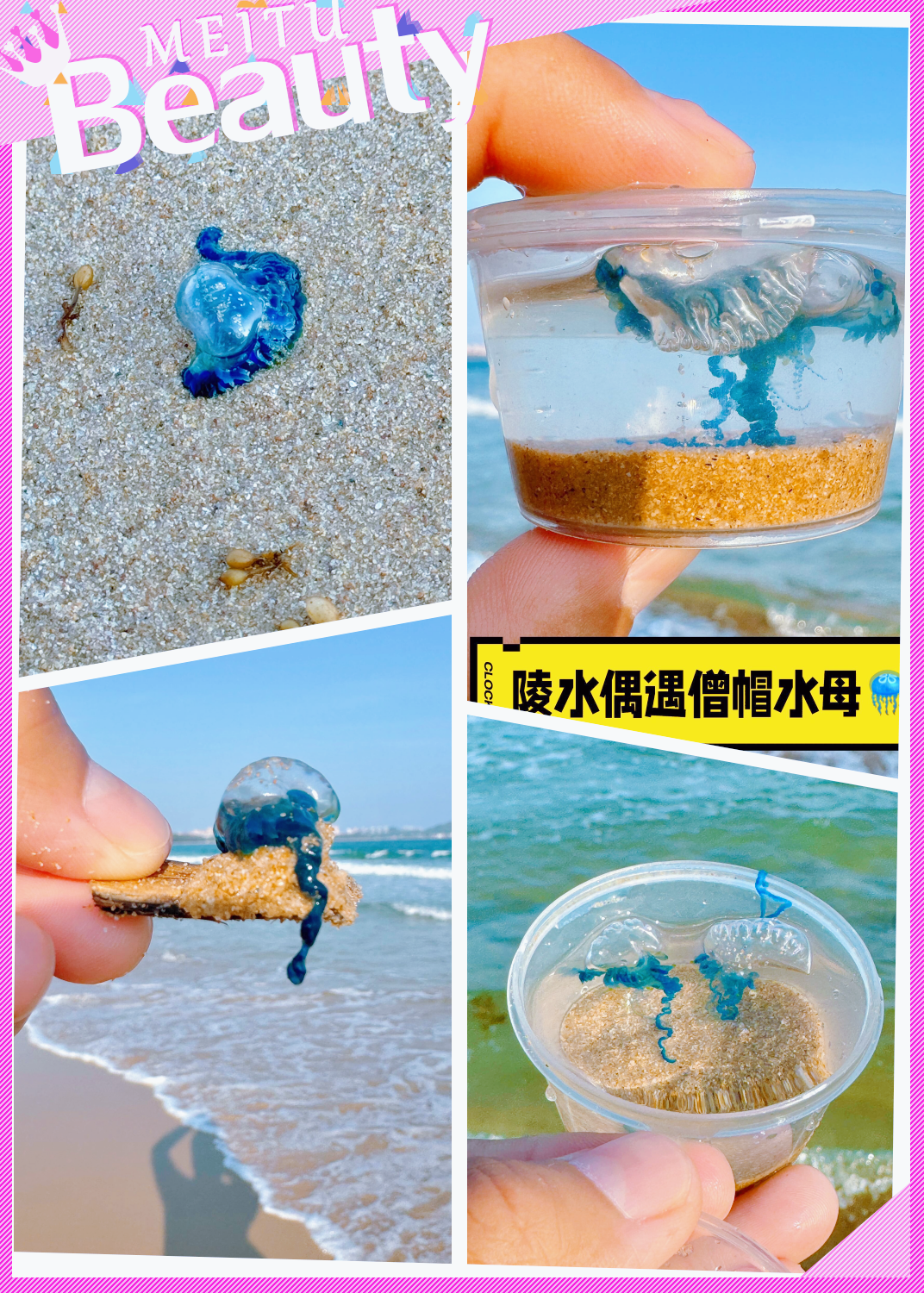 赶海时遇到剧毒僧帽水母!