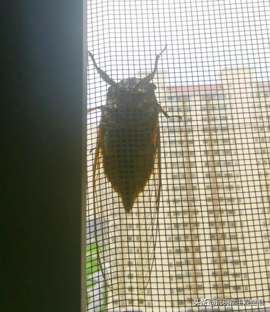 这个大知了是怎么飞到16层楼这么高的?