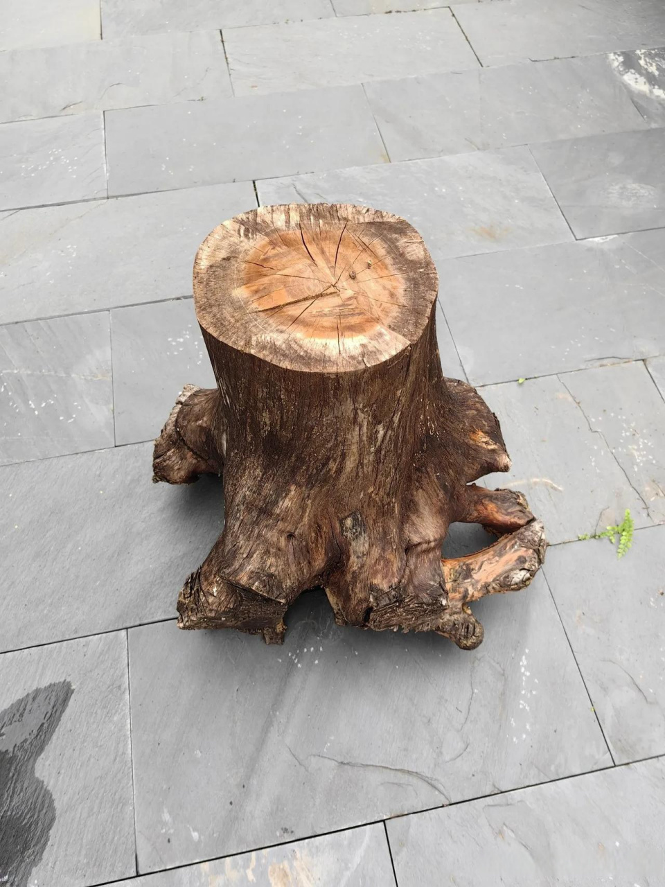 头条创作挑战赛检来树桩自己动手做花架