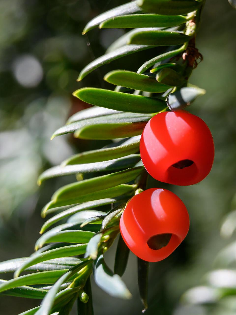 种花草养护知识 | 红豆杉 名:红豆杉/taxus wallichiana 科:红豆杉科