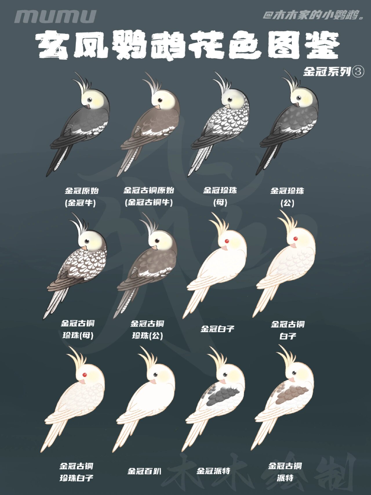 玄凤鹦鹉花色图鉴|8215金冠系列合集 总结了一下之前汇总的金冠