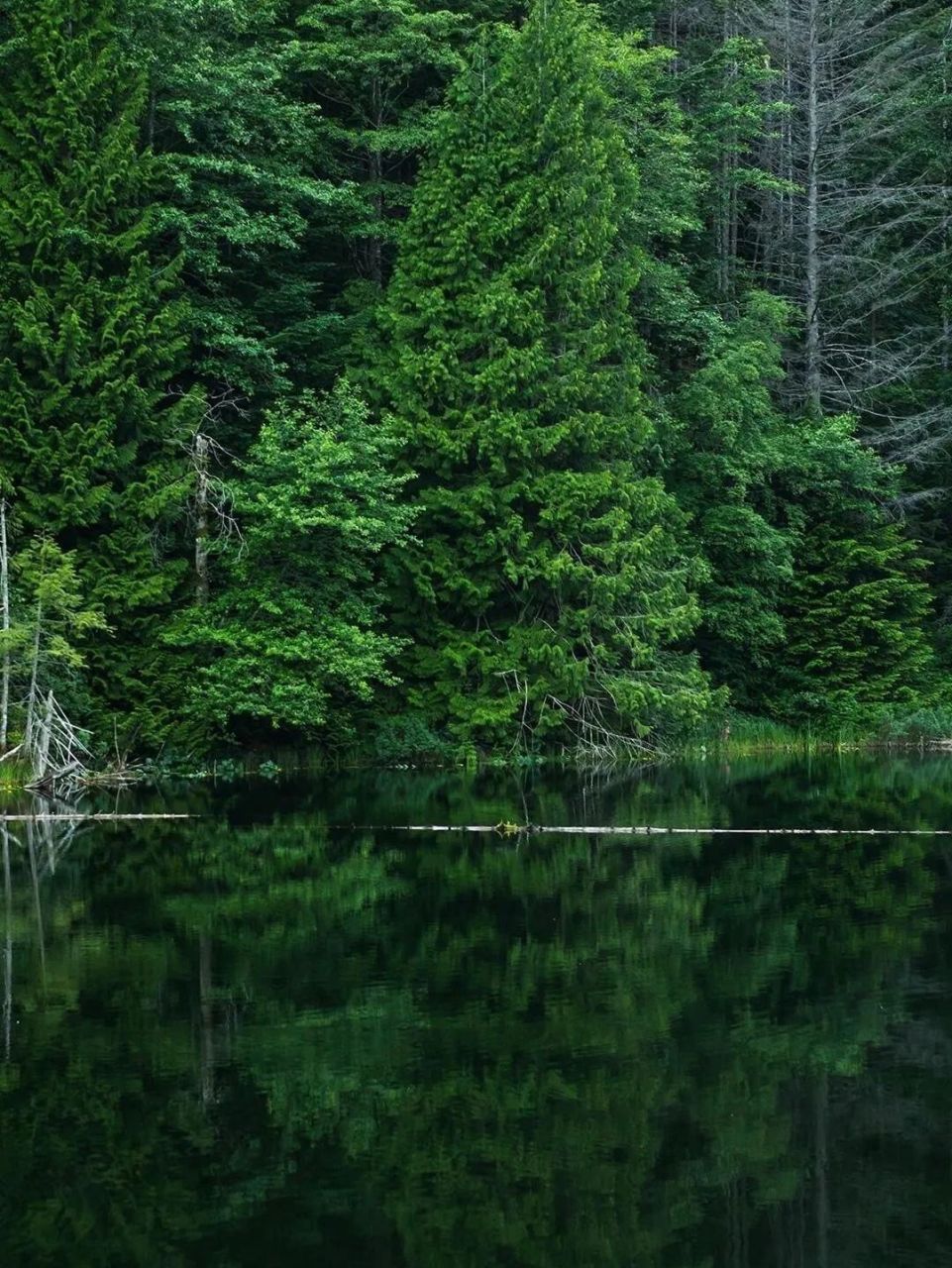 【壁纸】森林 绿色 大自然      "树林在安睡着,没有人来打扰它的清梦