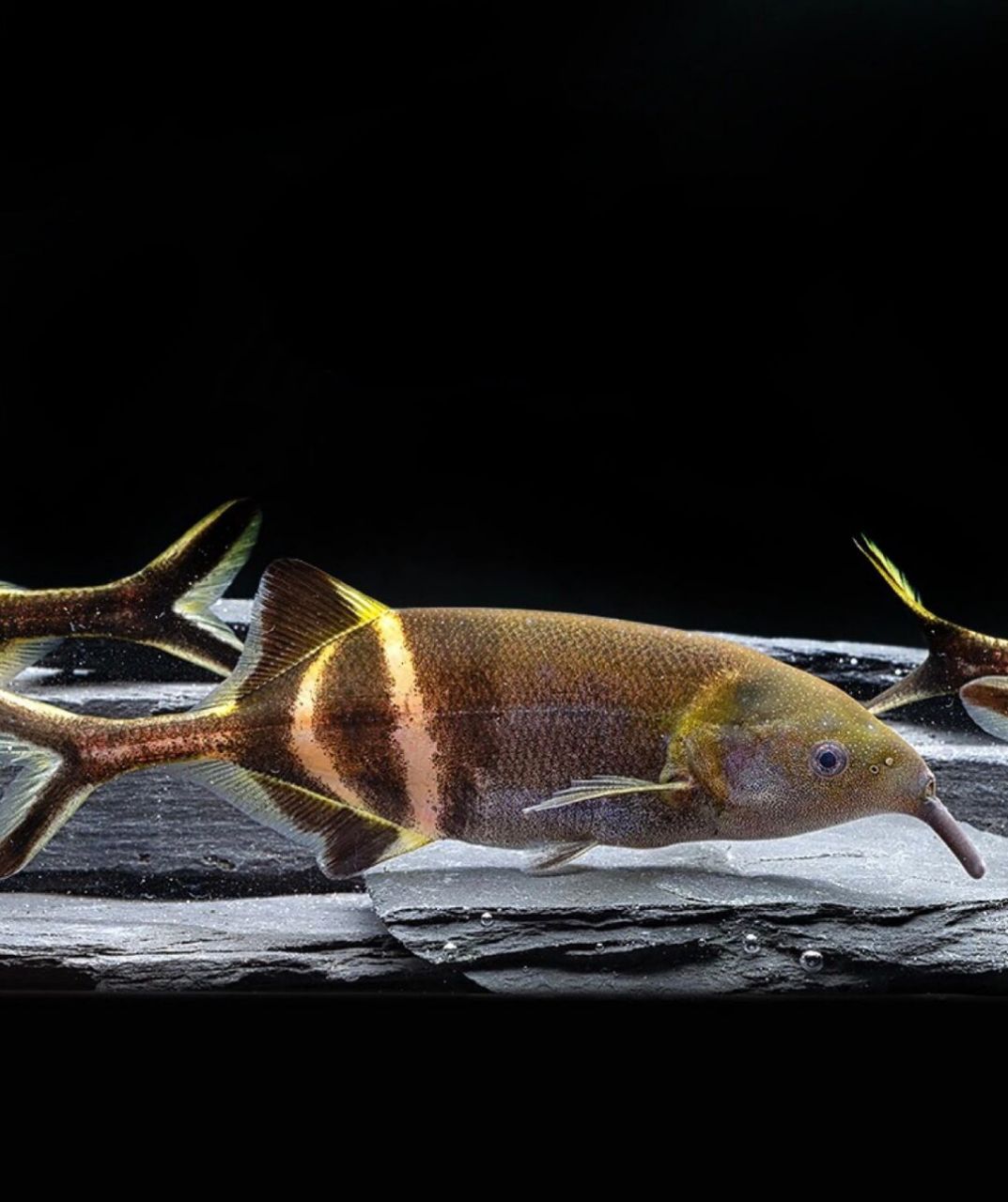 95名:象鼻鱼 别称:象吻鱼 象鼻鱼原产于非洲刚果河流域,成鱼体长