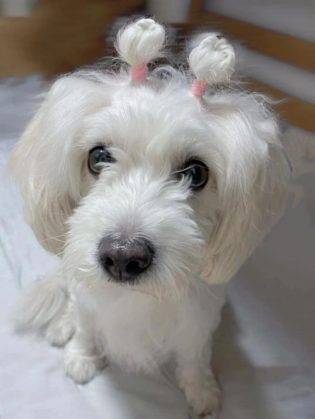 寻找白色长毛小狗狗