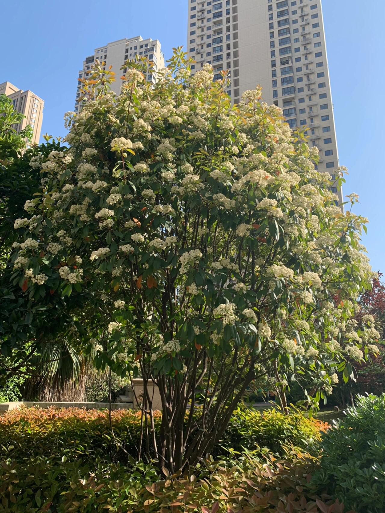 石楠花为什么是武汉市花? 我真的栓q!