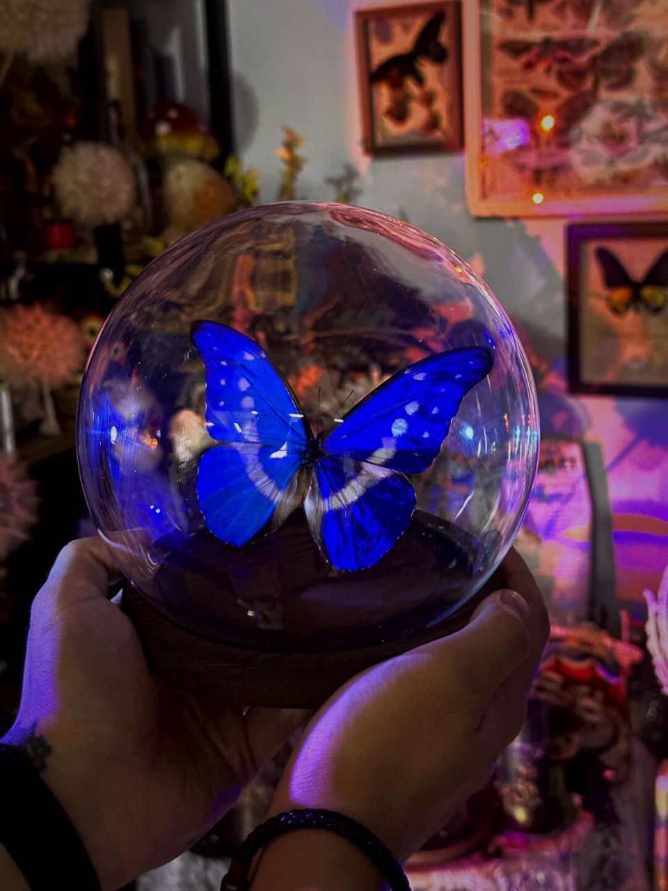 光明女神蝶 光明女神闪蝶(学名:morpho helena):是鳞翅目,闪蝶科,闪蝶