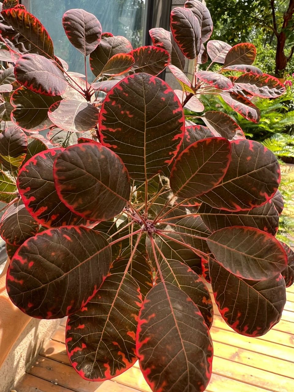 烟树贵族紫 烟树贵族紫,图1图2是老叶,图3图4是新叶,前些日子的高温