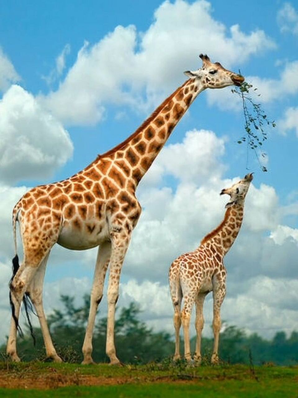 长颈鹿图片 下载了几张长颈鹿的图片 留着给儿子画画做素材