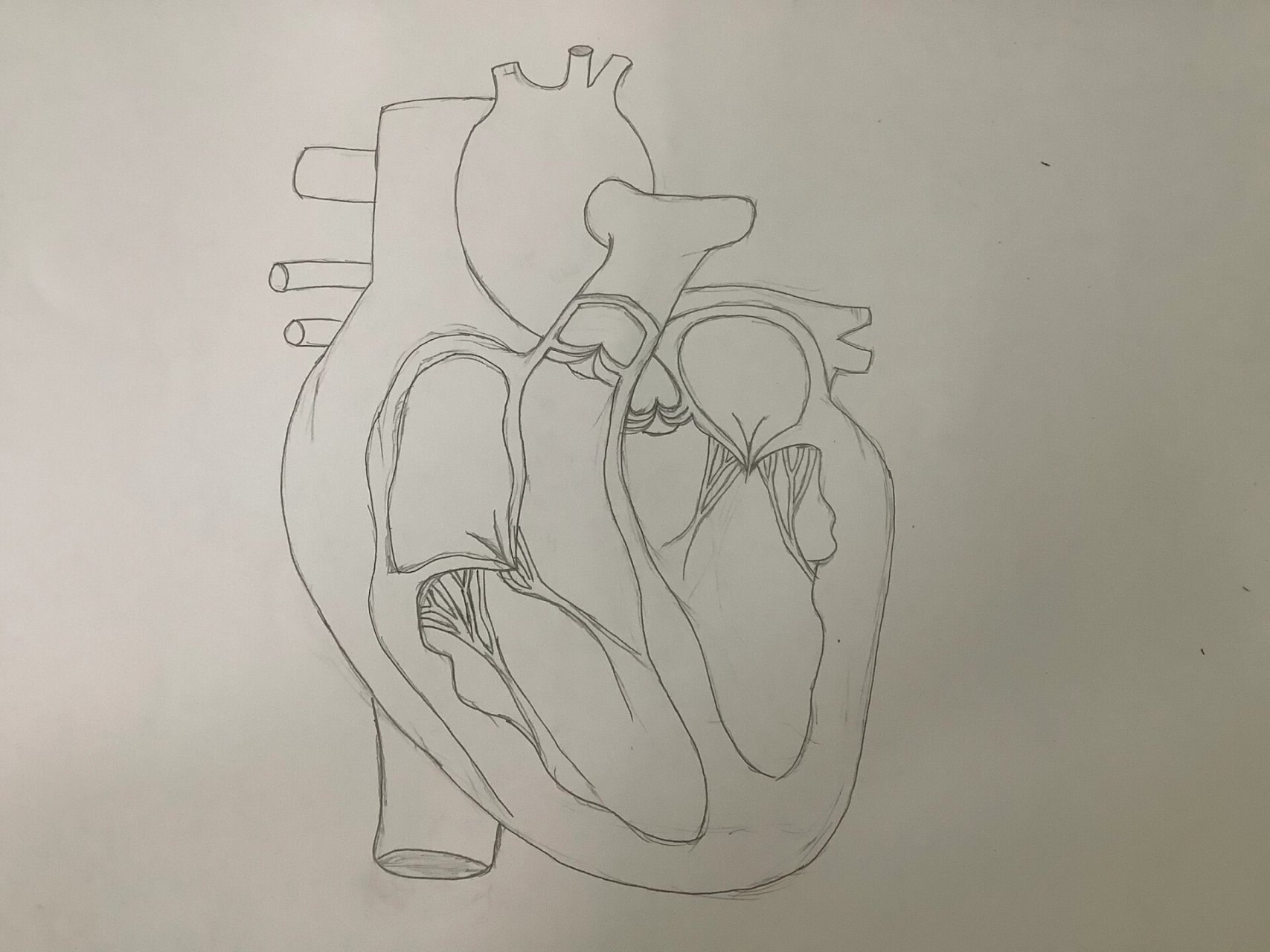 心脏结构图 作业