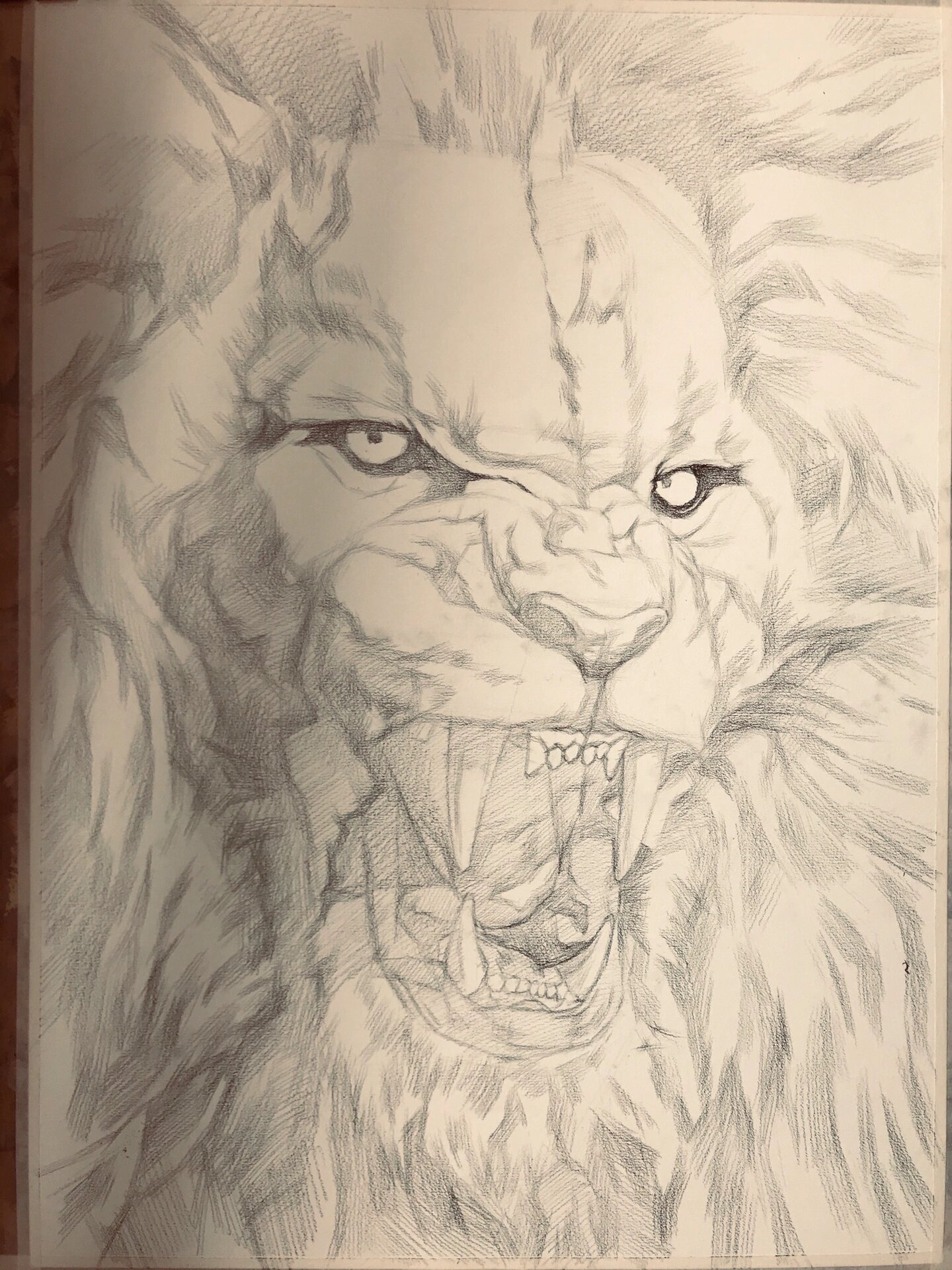 动物肖像/铅笔素描/狮子过程