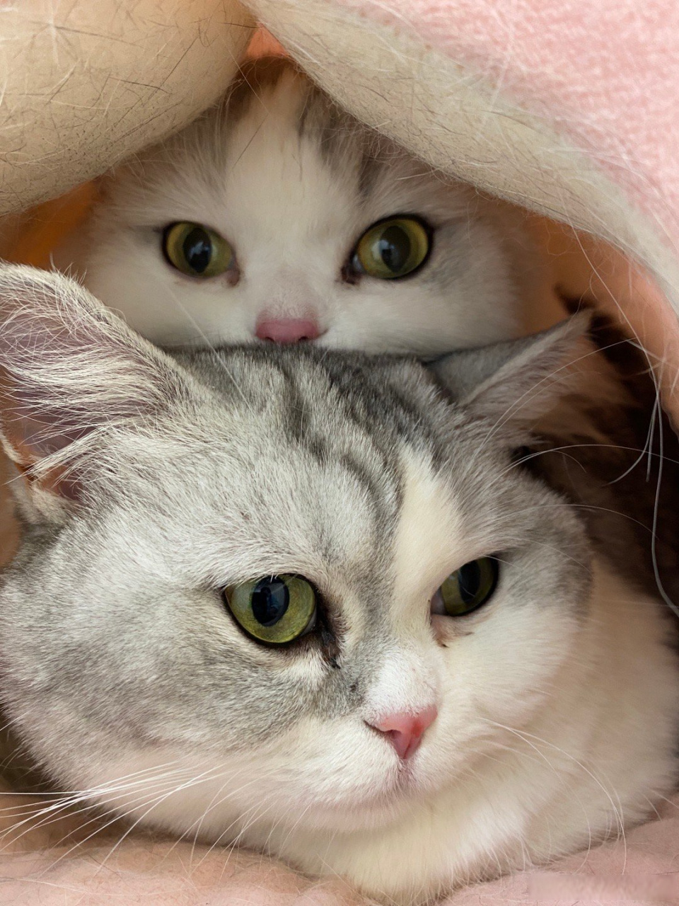 萌喵一箩筐# 今天先把猫搬过来了,这时候体现出是娘俩了[捂脸]