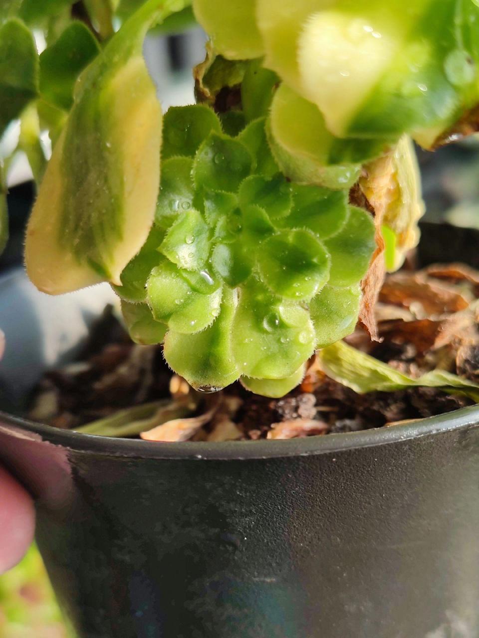 金丝翡翠.绿羊绒贡献了很多锦,现有四种,艳凝,金丝翡翠,迈巴赫,中斑.