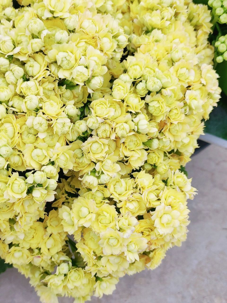 重瓣长寿花 柠檬冰淇淋 缤纷育种品种 长寿花已经算是开花机器了,柠檬