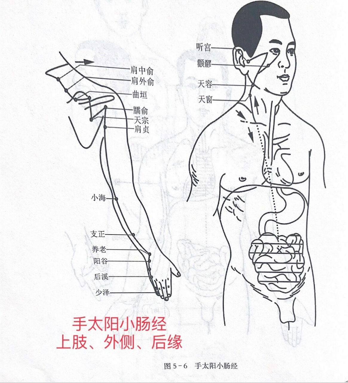 手太阳小肠经循行路线图片