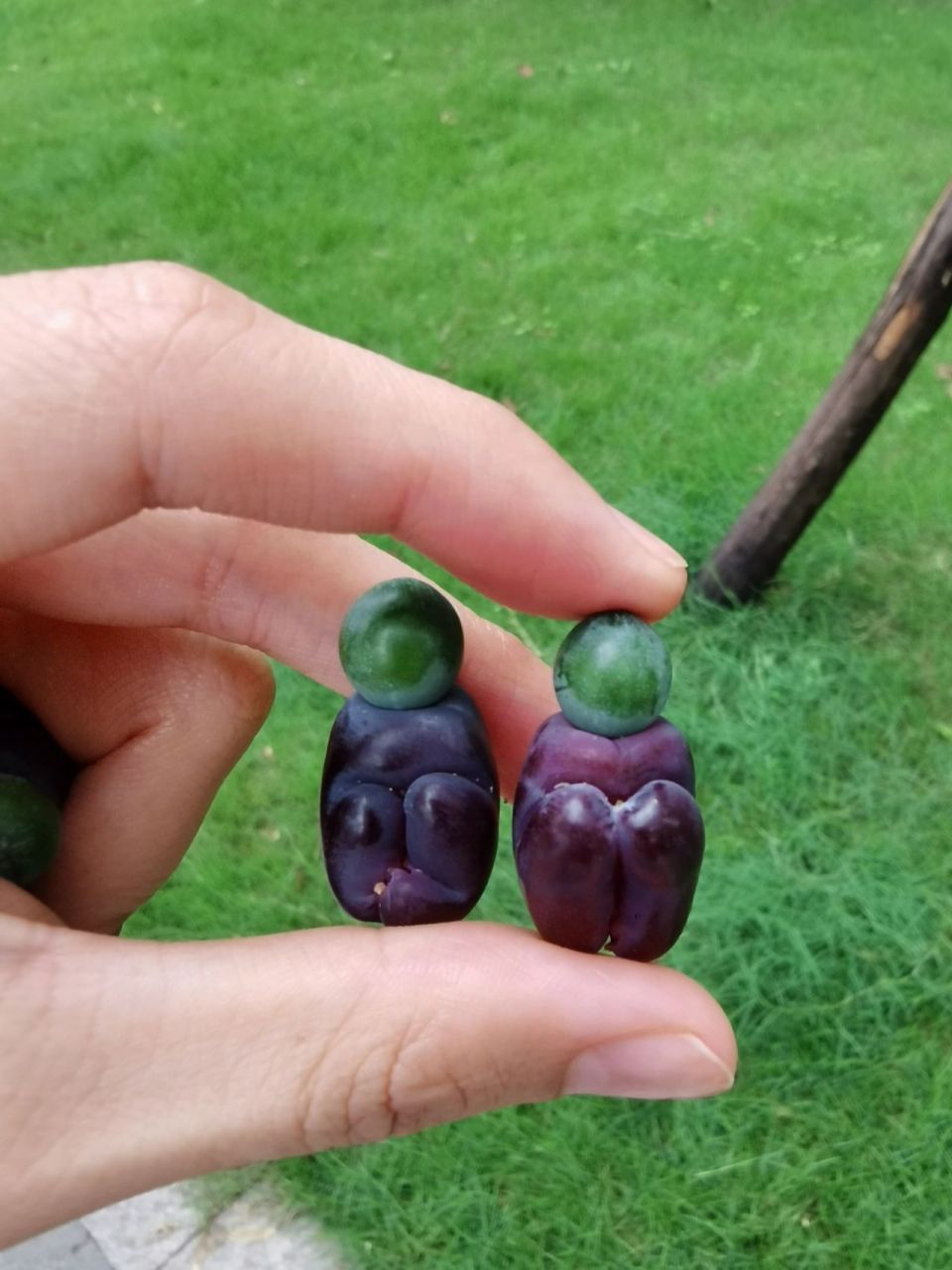 罗汉松的果子可以吃吗?