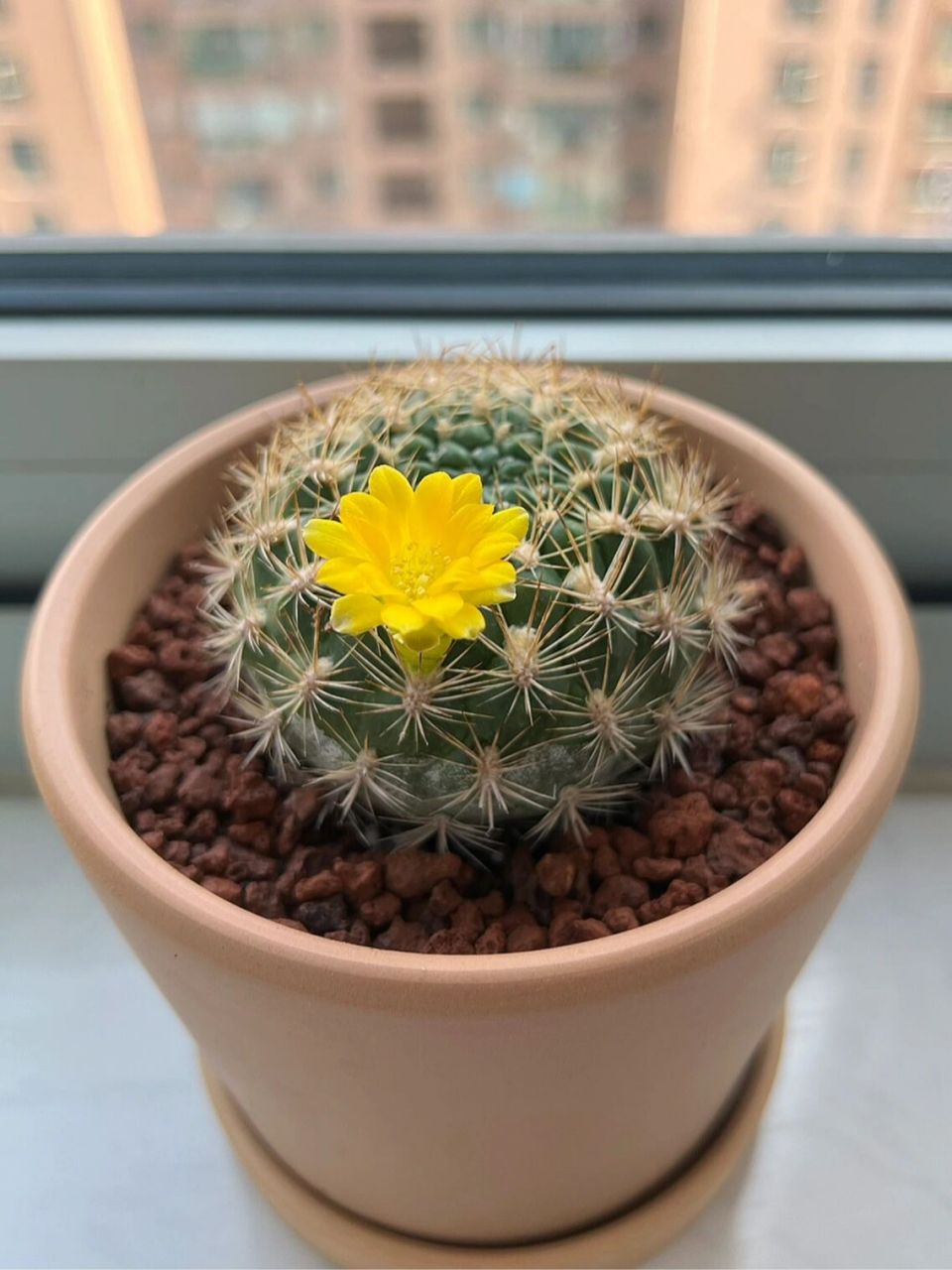 仙人球|良宽 开花94更美丽~ 良宽又开花94了(图1) 良宽的花期比较