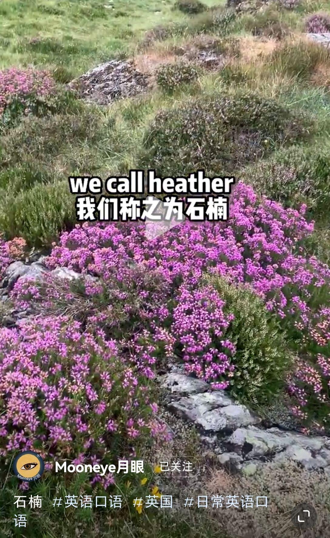 石楠花大约有几种呼啸山庄中的石楠花heather指的是哪一种