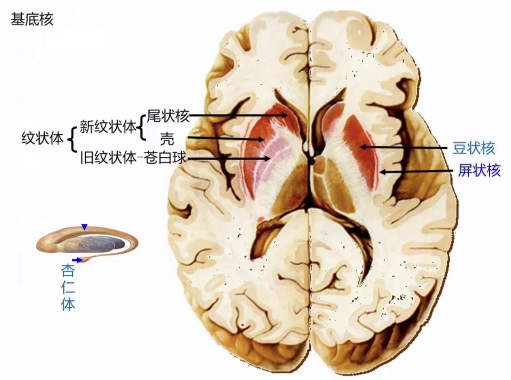 耳-膜蜗管红蓝铅笔图 大脑动脉环 基底核