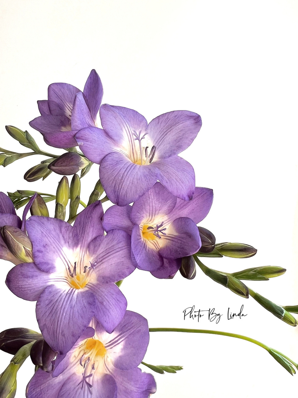 素静优雅|深紫香雪兰(小苍兰)   	 淡黄色的花蕊,紫色花瓣 	 枝杆纤细