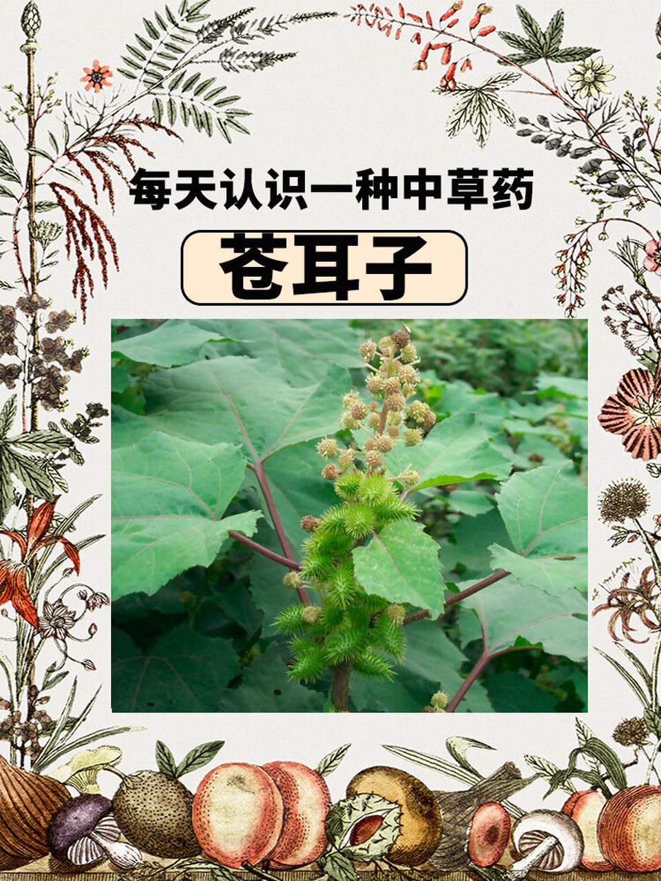 每天认识一味中草药-苍耳子 【名称】苍耳子 【拼音】cāng ěr zǐ