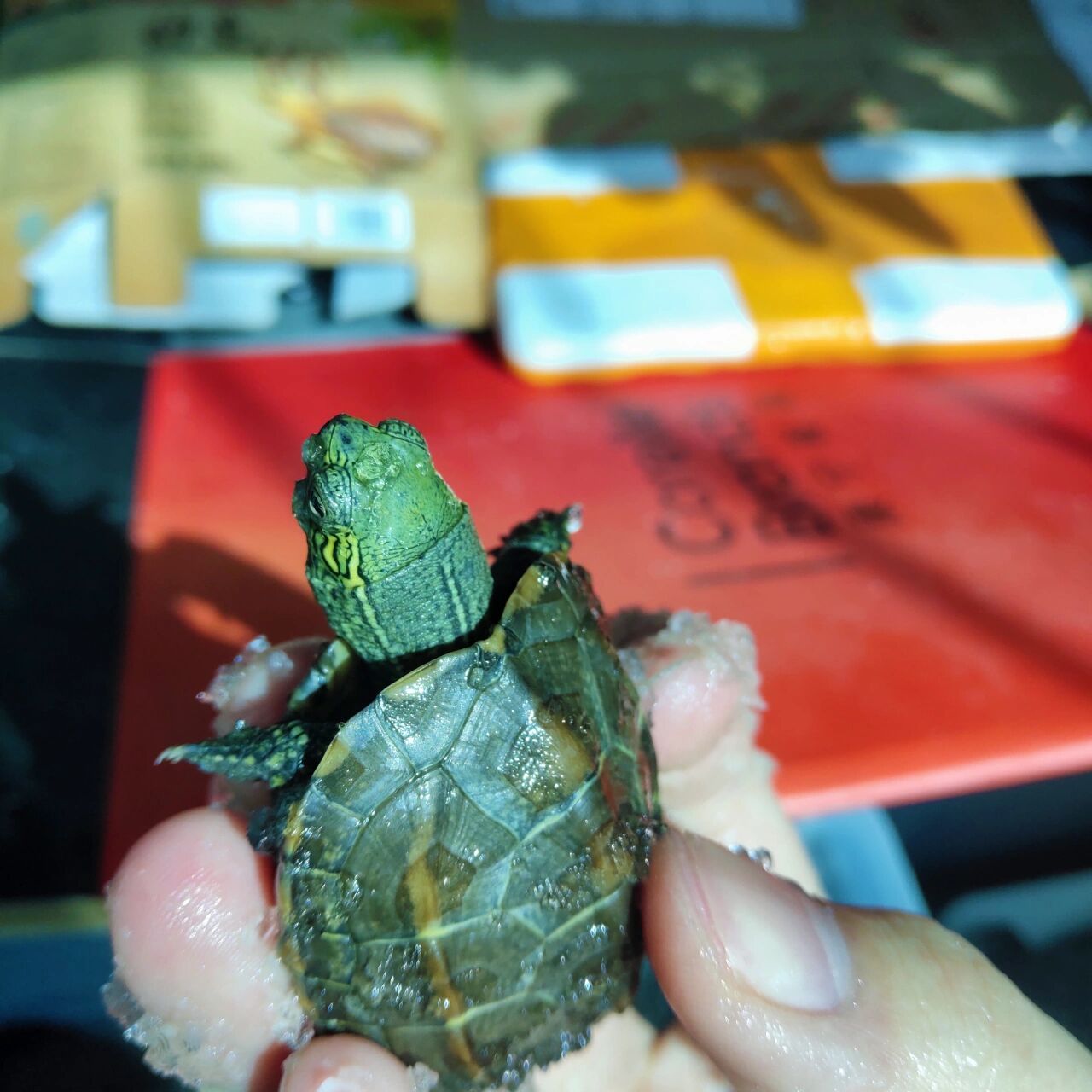 绿头草龟,真的是草龟喔～ 冬眠之后壳的颜色明显深了许多 你们心心