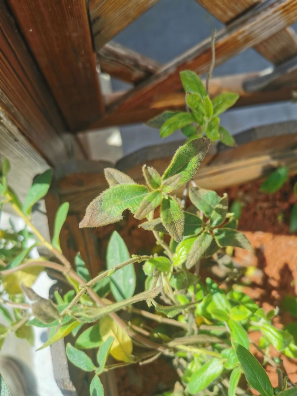 金银花病害 各位薯老师们,帮看下该怎么治病.