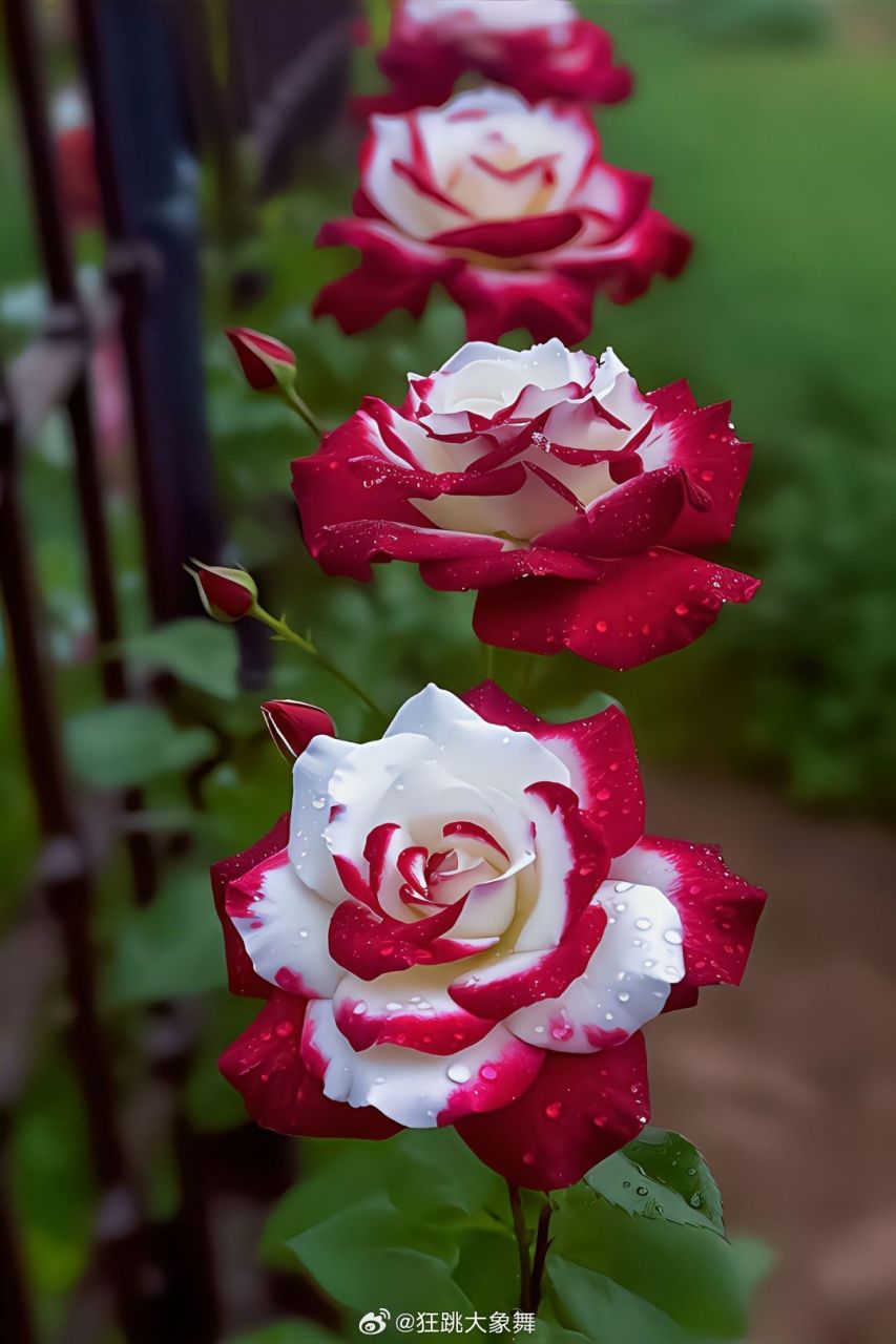 有一种花叫双生花,也叫双生玫瑰,早安!