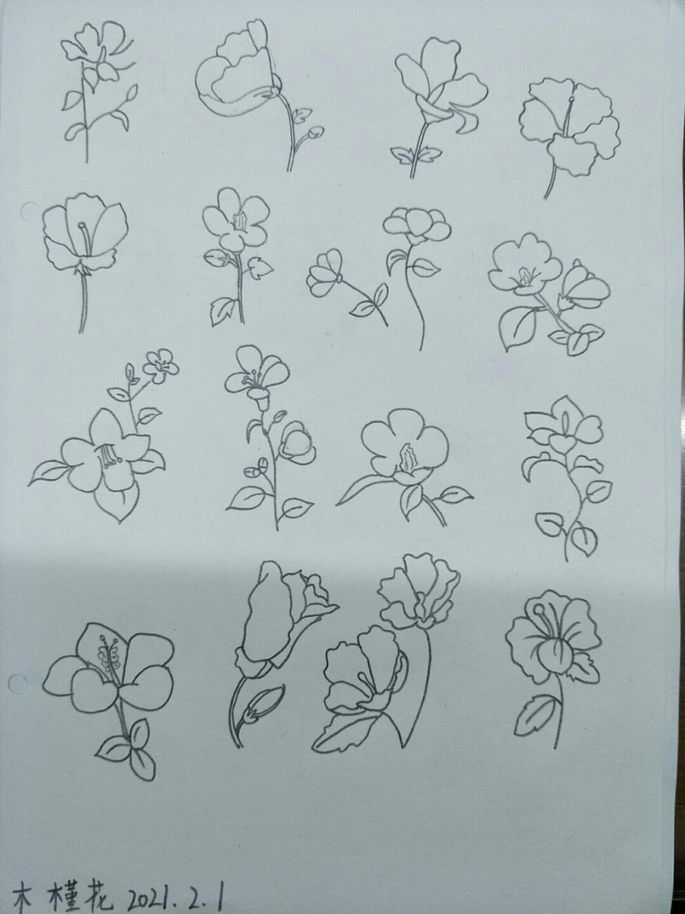简笔画木槿花,坚持打卡 #绘画