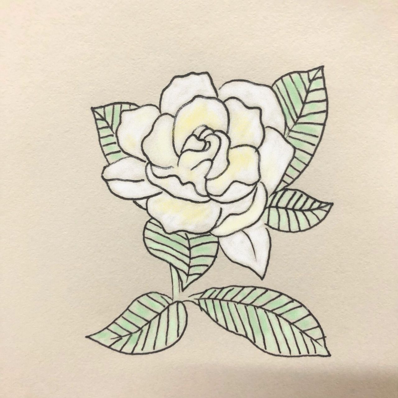 简笔画|栀子花怎么画?