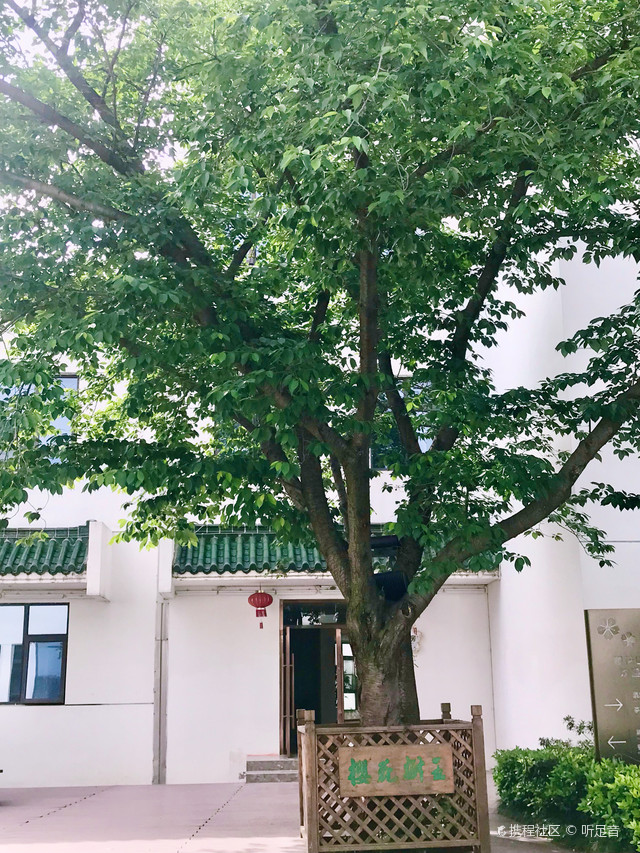 太湖鼋头渚|5a景区里的酒店——无锡樱花山庄