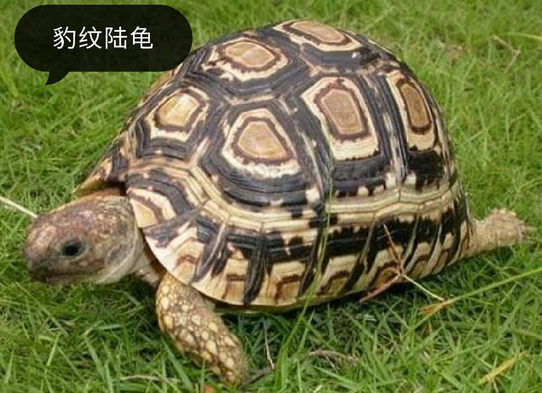 陆龟品种大全① 赫曼陆龟 赫曼陆龟是欧系陆龟的代表品种之一,强健的