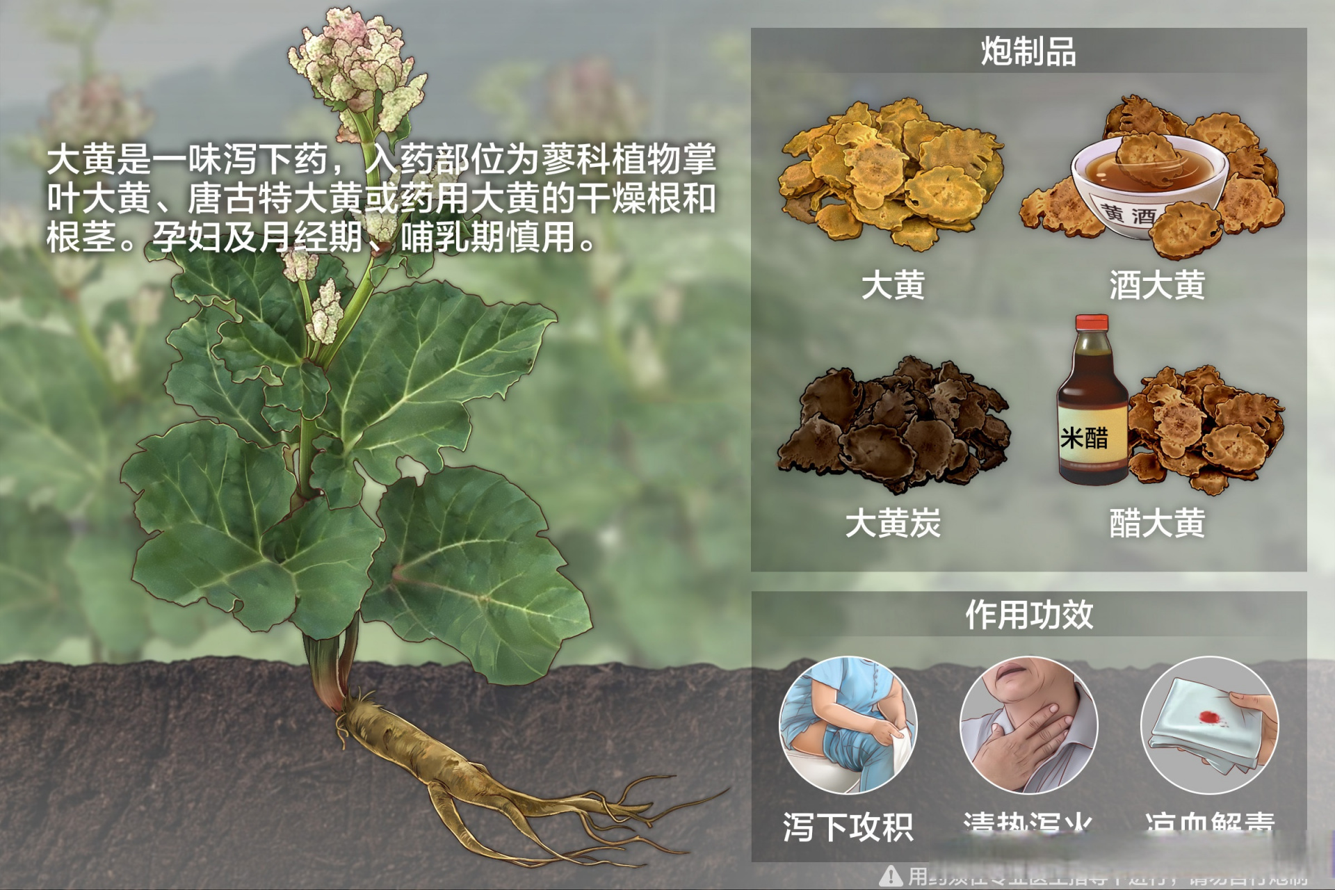 每天一味药# 大黄    dà huáng 性味:苦,寒.
